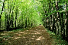 stage forêt du Gavre